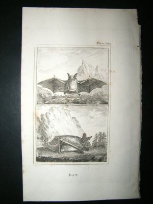 Bat: 1812 Copper Plate, Buffon Print