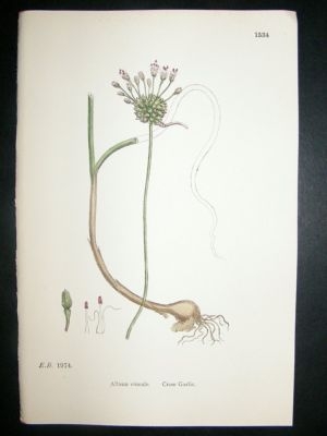 Botanical Print 1899 Crow Garlic, Sowerby Hand Col #153