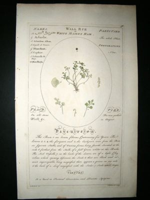 Sheldrake: 1759 Medical Botany. Wall Rue. Hand Col Antique Print
