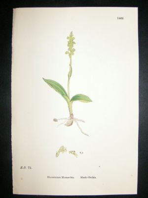 Botanical Print 1899 Musk-Orchis Orchid, Sowerby Hand C