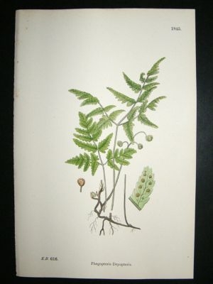 Botanical Print 1899 Phegopteris Dryopteris, Sowerby Ha