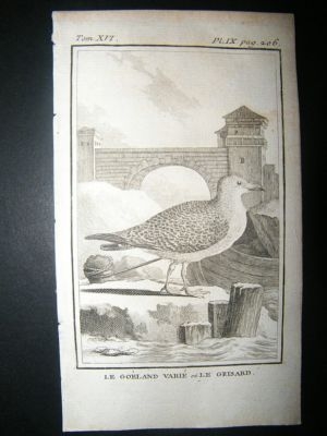 Bird Print: 1781 Seagull, Buffon Copper Plate