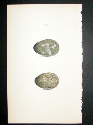Bird Egg Print 1846 Carrion Crow, Hand Col Hewitson