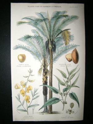 Rhind: 1855 Hand Col Botanical Print. Palm Tree, Jute, Sunn Hemp
