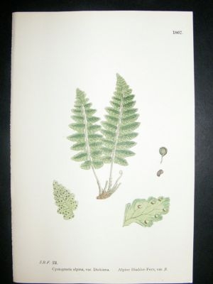 Botanical Print 1899 Alpine Bladder Fern, Sowerby Hand