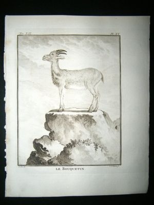 Buffon: C1770 Ibex, Antique Engraving