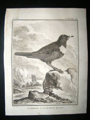 Bird Print: C1775 Ring Ouzel, Buffon Copper Plate