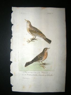 Martinet: C1780 Skylark, Hand Col Bird Print