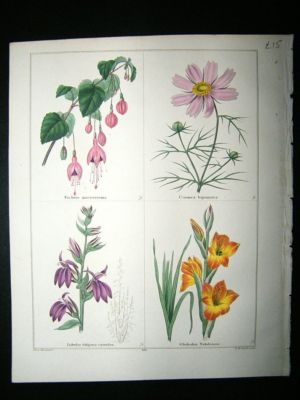 Maund C1830 Globe-Flowered Fuchsia, Cosmea, Hybrid Lobelia, Corn Flag Iris 134.