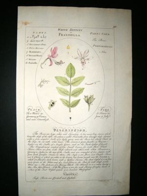 Sheldrake: 1759 Medical Botany. White Dittany or Fraxinella. Hand Col