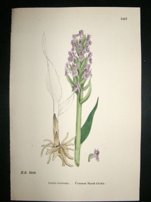 Botanical Print 1899 Common Marsh Orchis Orchid, Sowerb