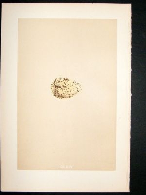 Bird Egg Print 1875 Roseate Tern, Morris Hand Col