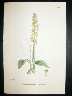 Botanical Print 1899 Man Orchis Orchid, Sowerby Hand Co