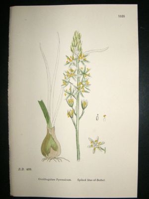 Botanical Print 1899 Spiked Star-of-Bethel, Sowerby Han