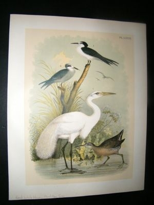 Studer 1881 Folio Bird Print. Great White Heron, Marsh Hen, Terns