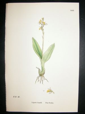 Botanical Print 1899 Fen Orchis Orchid, Sowerby Hand Co