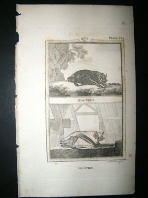 Noctule & Serotine Bat: 1812 Copper Plate, Buffon Print