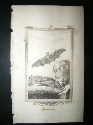 Shrew Bat: 1812 Copper Plate, Buffon Print