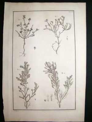 Seba & Tanje: c1750, plate 20, Folio botanical print