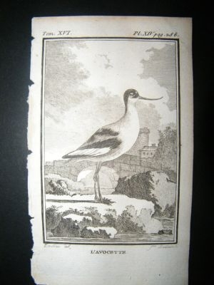 Bird Print: 1781 Avocet, Buffon Copper Plate