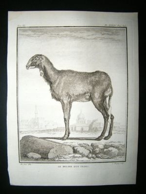 Buffon: C1770 Aries Sheep of India, Antique Print