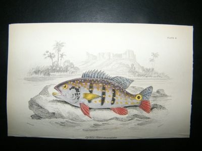 Jardine: C1840 Cychla Flavo-Maculata Fish, Hand Col