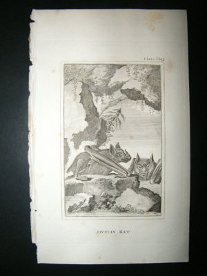Javelin Bat : 1812 Copper Plate, Buffon Print