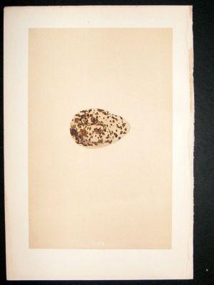Bird Egg Print 1875 Golden Plover, Morris Hand Col