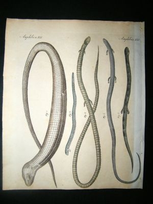 Bertuch: C1800 Snakes. Antique Print. Hand Coloured.