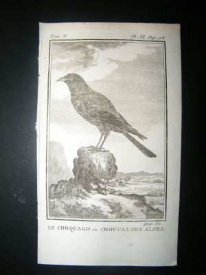 Bird Print: 1775 Alpine Chough, Buffon Copper Plate