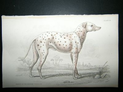 Jardine: 1854 Modern Coach Dog, Hand Col Print