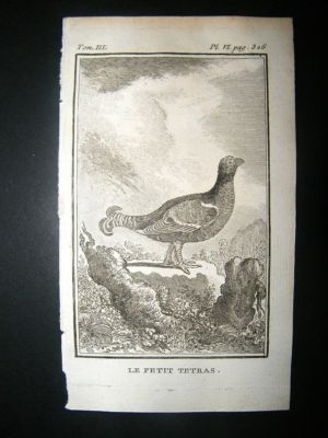 Bird Print: 1772 Small Grouse, Buffon Copper Plate