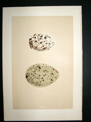 Bird Egg Print 1875 Ivory Gull, Morris Hand Col
