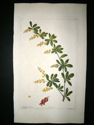 Miller: 1760 Folio Hand Col Botanical. Common Berberry