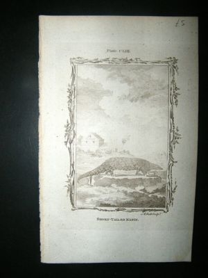 Buffon: 1785 Short Tailed Manis, Antique Print