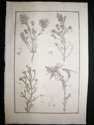 Seba & Tanje: c1750 plate 21, Folio botanical print