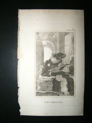 Lesser Tebnat Bat: 1812 Copper Plate, Buffon Print