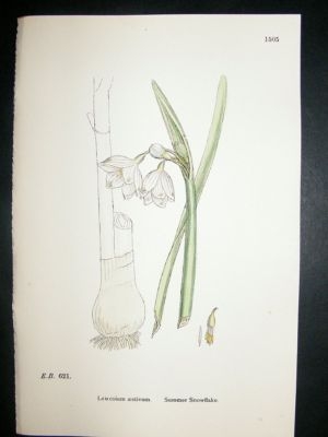 Botanical Print 1899 Summer Snowflake, Sowerby Hand Col