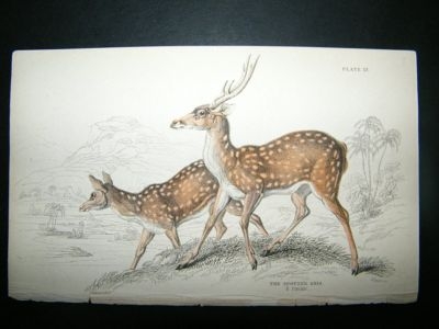Spotted Axis Deer: C1840 Hand Col Print, Jardine