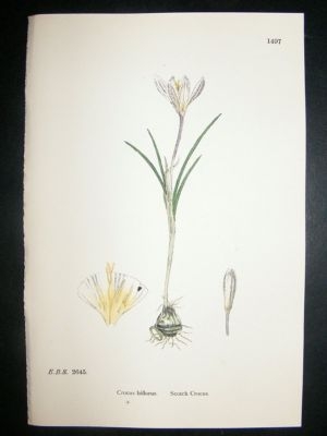 Botanical Print 1899 Scotch Crocus, Sowerby Hand Col #1