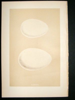 Bird Egg Print 1875 Egyptian Goose, Morris Hand Col