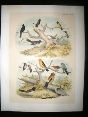 Studer 1881 Folio Bird Print. Hummingbirds, Tanager, Goldfinch, etc