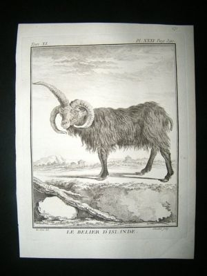 Buffon C1770 Iceland Aries Ram Sheep, Antique Print