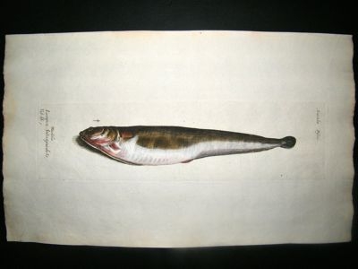 Willughby & Ray 1686 Folio Hand Col Fish Print. Mustela Lumpen
