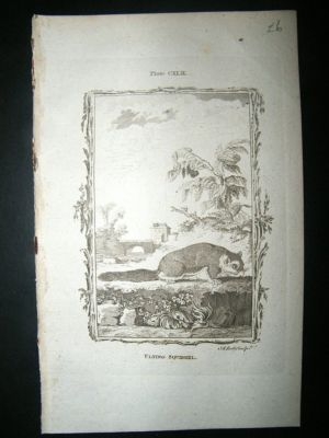 Buffon: 1785 Flying Squirrel, Antique Print
