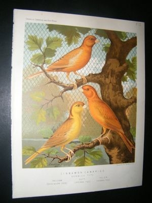 Bird Print 1880 Cinnamon Canaries, Antique