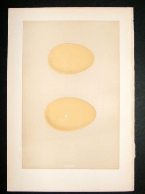 Bird Egg Print 1875 Velvet Scoter, Morris Hand Col