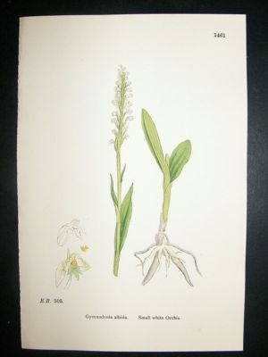 Botanical Print 1899 Small White Orchis Orchid, Sowerby