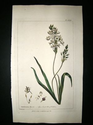 Miller: 1760 Folio Hand Col Botanical. Spear Leaved Star of Bethlehem