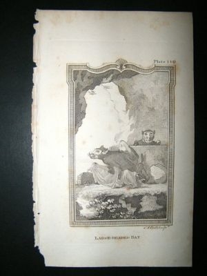 Large Headed Bat: 1812 Copper Plate, Buffon Print